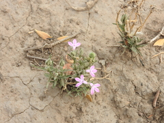 Thyrsacanthus sulcatus
