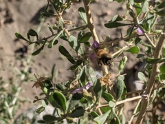 Apis mellifera