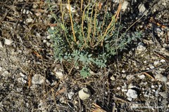 Haplophyllum linifolium