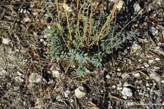 Haplophyllum linifolium