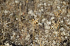 Haplophyllum linifolium