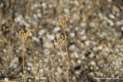 Haplophyllum linifolium