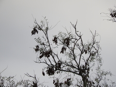 Schinopsis lorentzii