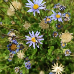 Mitrodetus dentitarsis