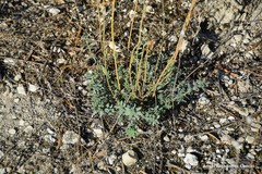 Haplophyllum linifolium