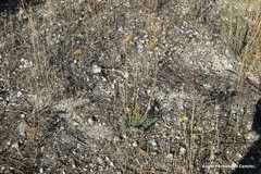 Haplophyllum linifolium