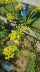 Polytaenia