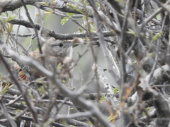 Phacellodomus sibilatrix