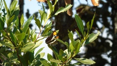 Adelpha eulalia