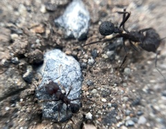 Acromyrmex lundii