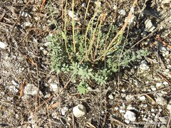 Haplophyllum linifolium
