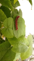 Lepidoptera
