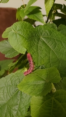 Lepidoptera
