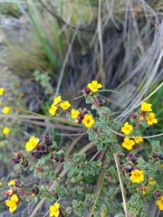 Chaetolepis microphylla