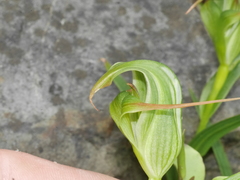 Pterostylis patens