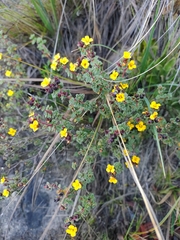 Chaetolepis microphylla