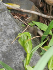 Pterostylis patens