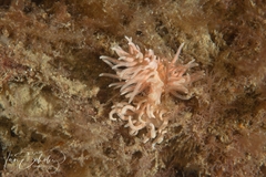 Phyllodesmium serratum