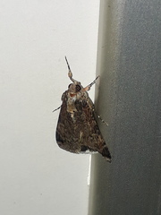 Melipotis famelica