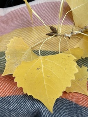 Populus deltoides wislizenii