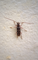 Ambonus interrogationis