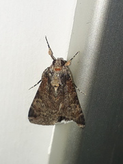 Melipotis famelica