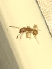 Pheidole flavens