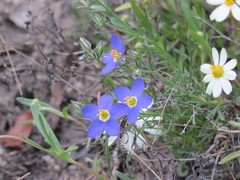 Giliastrum rigidulum