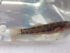 Tridentiger trigonocephalus