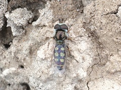 Austroscaeva occidentalis