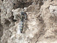 Austroscaeva occidentalis