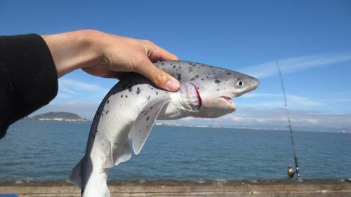 Bluntnose sevengill shark (Notorynchus cepedianus) — Hexanchidae — 4