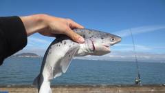 Notorynchus cepedianus