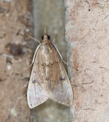 Uresiphita ornithopteralis