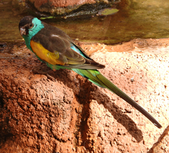 Psephotus dissimilis