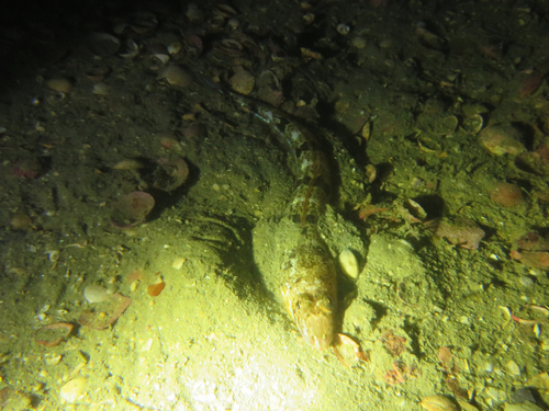 Genus Hemerocoetes · iNaturalist