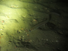 Gnathophis habenatus