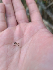 Psorophora longipalpus