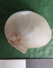 Sinum zonale
