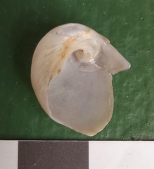 Sinum zonale