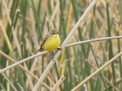 Pseudocolopteryx dinelliana