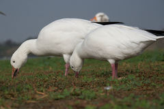 Anser caerulescens × rossii