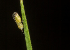 Heteropsylla