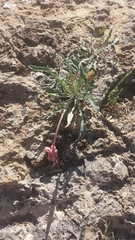 Oenothera brachycarpa