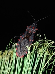 Panstrongylus megistus