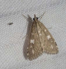 Udea olivalis