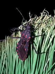 Panstrongylus megistus