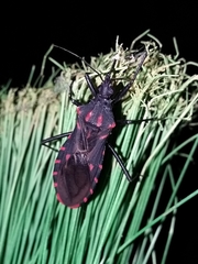 Panstrongylus megistus