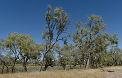 Eucalyptus microtheca