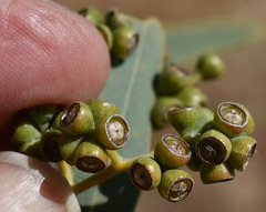 Eucalyptus microtheca